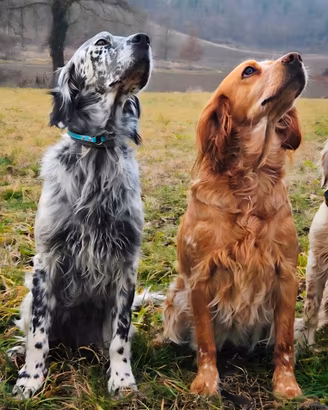 Setter Inglese cuccioli 2 maschi disponibili