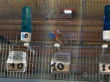 Ciuffolotto messicano