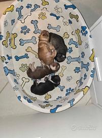 disponibili alla prenotazione cuccioli chihuahua