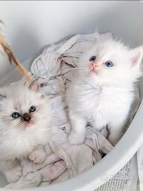 Cuccioli ragdoll