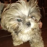 Splendido cucciolo di Shitzu