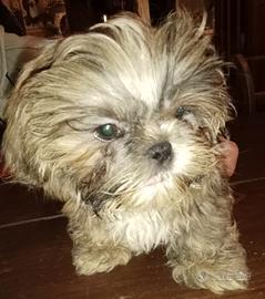 Splendido cucciolo di Shitzu