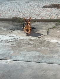 Cucciola