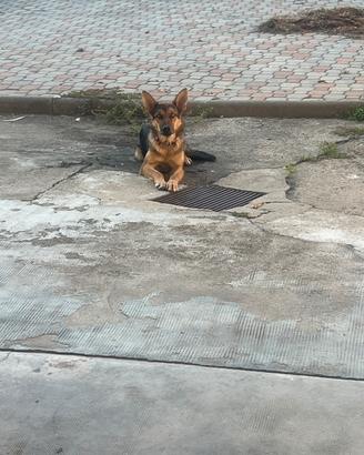 Cucciola