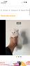 cuccioli-di-gattini-scottish-straight