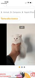 Cuccioli di gattini scottish straight