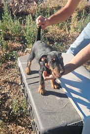 Jagdterrier - 4 mesi