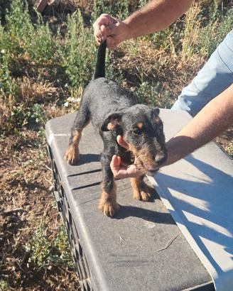 Jagdterrier - 4 mesi