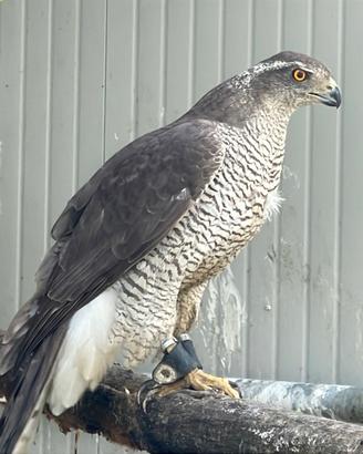 Astore femmina con CITES - rapace - Accipiter