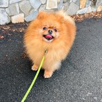 ACCOPPIAMENTO pomerania rosso PEDIGREE toy