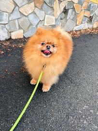 ACCOPPIAMENTO pomerania rosso PEDIGREE toy