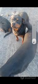 Rottweiler