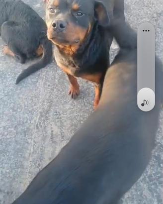 Rottweiler