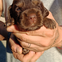 Cocker spaniel inglese ENCI