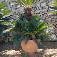 cycas o cicas raro maschio 