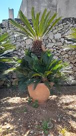 cycas o cicas raro maschio 