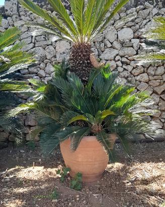 cycas o cicas raro maschio 