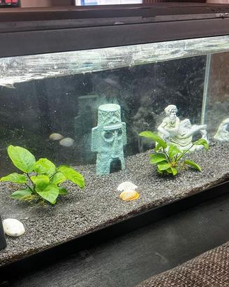 Acquario marca CIANO CFBIO-L 60 litri