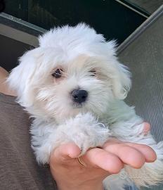Maltese