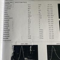 Gommone northstar 4.80 perfetto- no motore