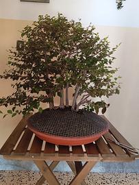 Bonsai,PreBonsi, Boscetto di Olmo Giapponese.