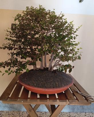 Bonsai,PreBonsi, Boscetto di Olmo Giapponese.
