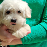 Cuccioli Maltese Toy europeo 60gg