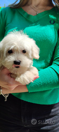 Cuccioli Maltese Toy europeo 60gg