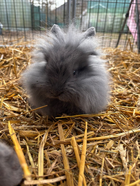 Coniglio testa di leone