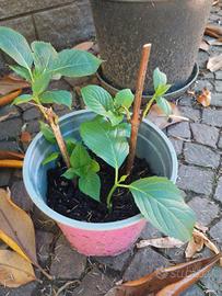 Vaso 5 piantine Ortensie