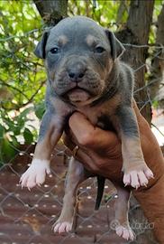 Pitbull