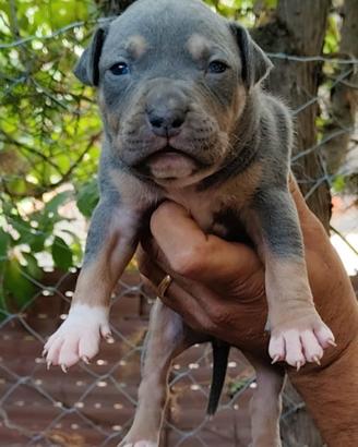 Pitbull