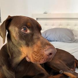 Dobermann