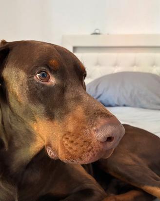 Dobermann