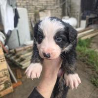 Cuccioli Border Collie
