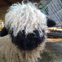 Pecore naso nero del vallese con pedegree