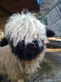 Pecore naso nero del vallese con pedegree