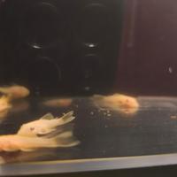 L144 ancistrus Loricaride 2cm