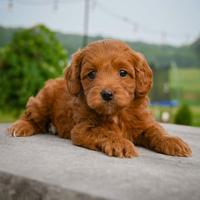 Cuccioli barboncini toy femminucce