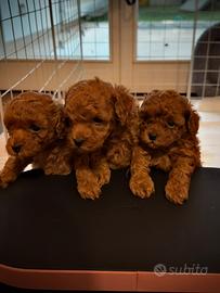 Barboncini Toy con pedigree