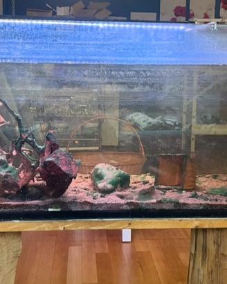 Acquario 150x 45x 60