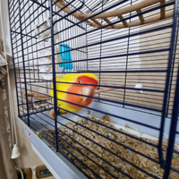 Pappagalli inseparabili con gabbia