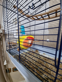 Pappagalli inseparabili con gabbia