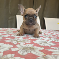 Bulldog francese blue fawn