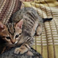 Gattini in adozione