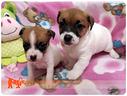 cuccioli-di-jack-russel-terrier