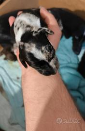Basotto arlecchino nano