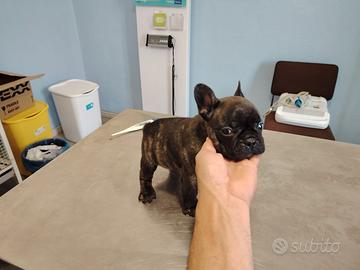 Cuccioli di bulldog francesi