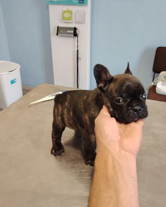 Cuccioli di bulldog francesi