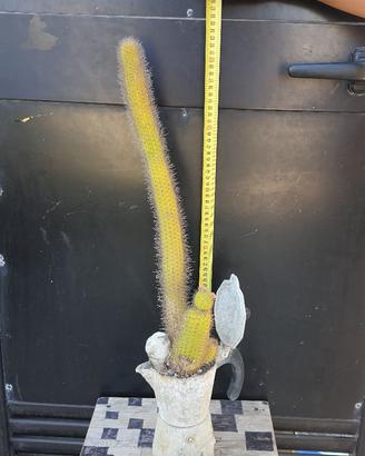 Moka Cactus Hildewintera Aureispina Piante Grasse